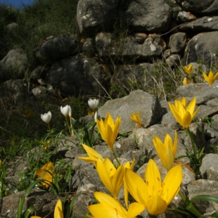 Sternbergia lutea